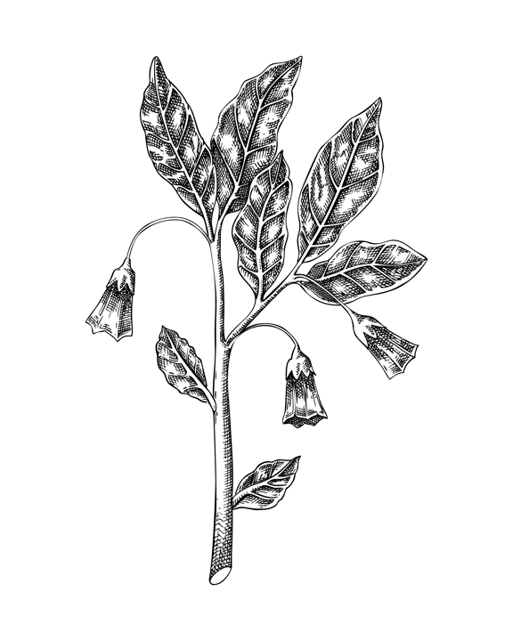 Scopolia plant sketch. Poisonous plant drawing. Henbane bell hand-drawn vector illustration. Witchcraft, love potions, folklore design element. NOT AI generated